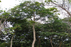 Ailanthus triphysa